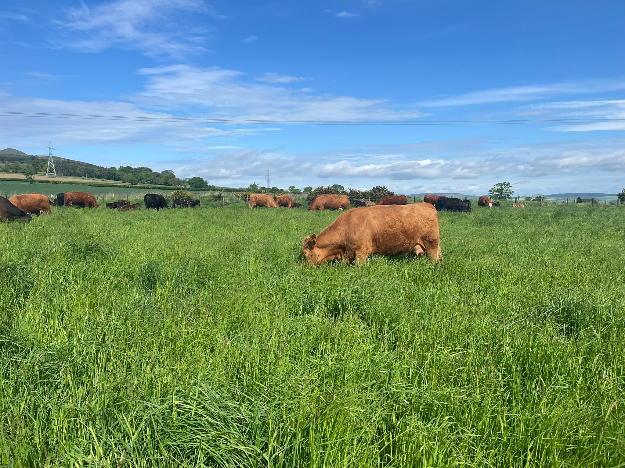 Suckler cattle at Balbirnie Home Farms
