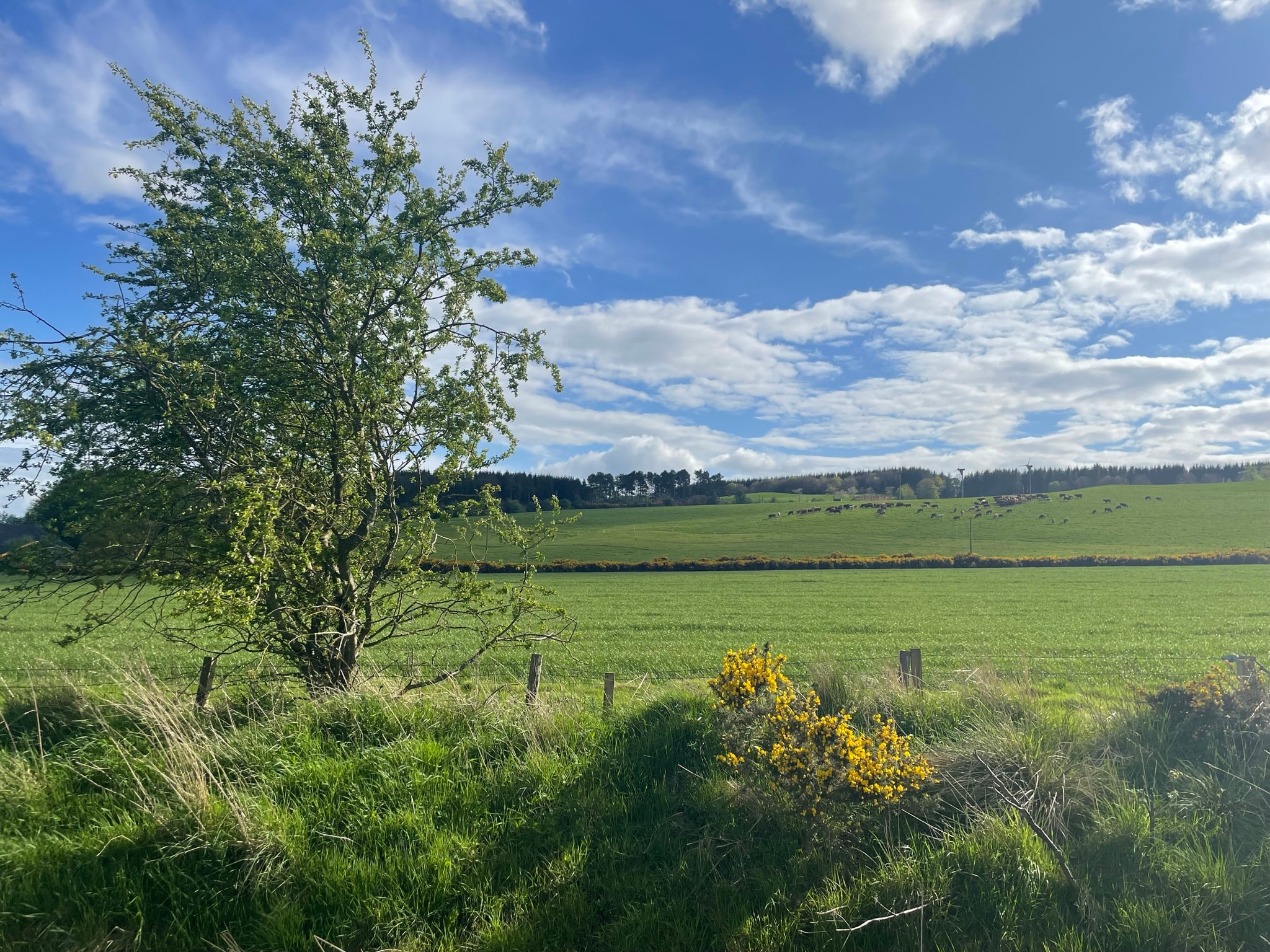 Wetland habitat on the Balbirnie estate