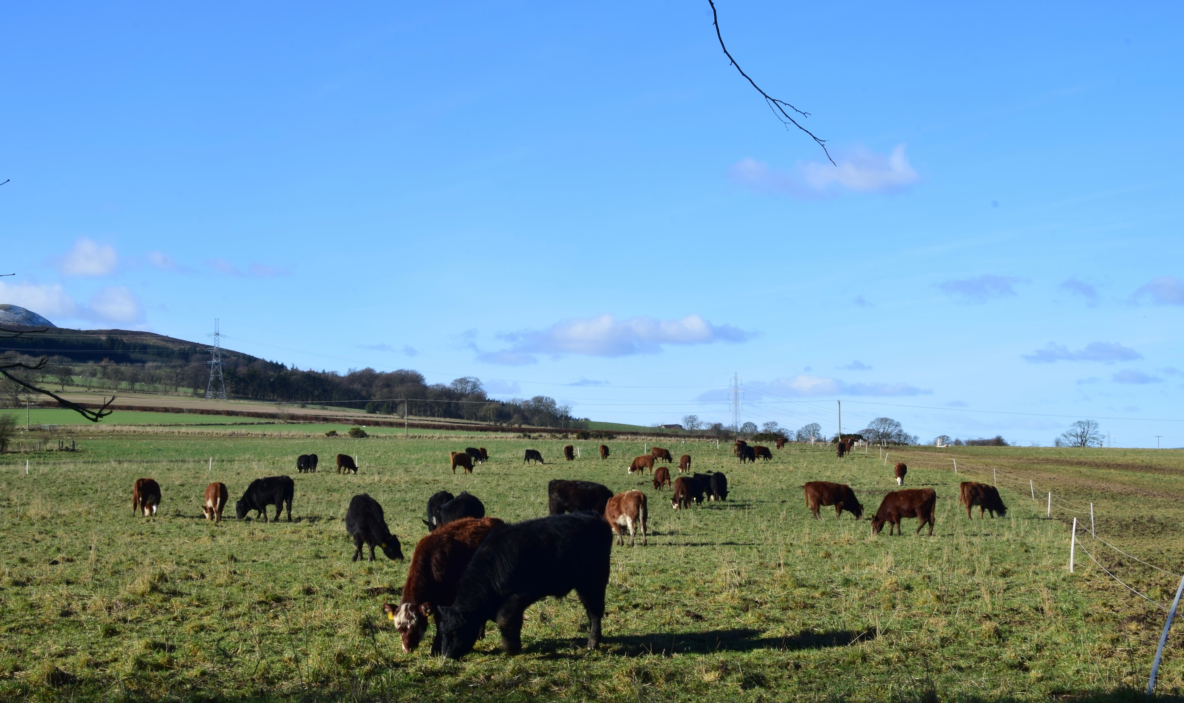 Cattle grazing on pasture at Balbirnie Home Farms